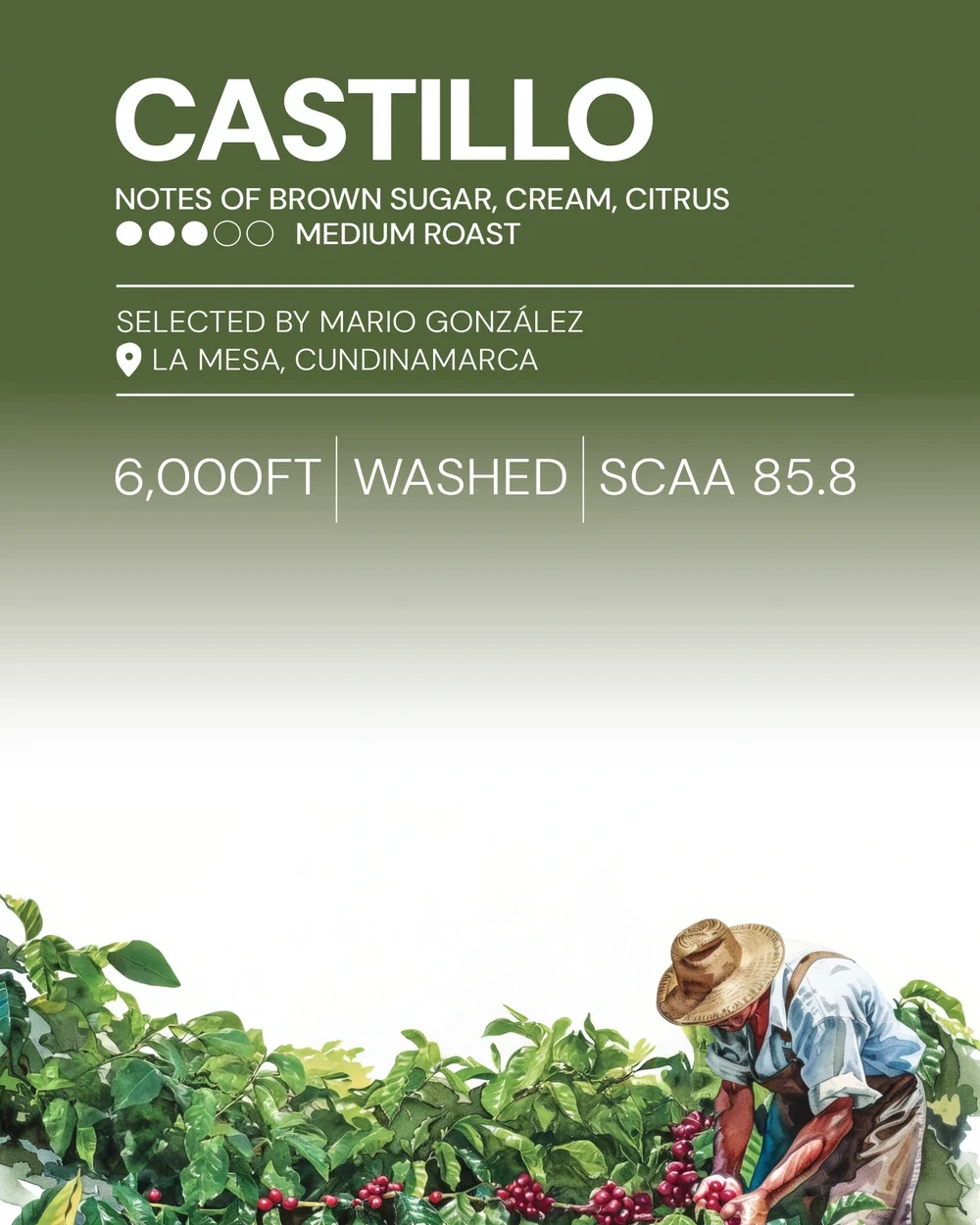 The printed Musa lot card for Castillo, with its tasting notes and origin